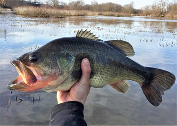 How to Fish a Crankbait for Bass: Depth, Speed & Retrieve Tips