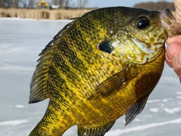 Best Panfish Lures for Crappie, Bluegill & Perch