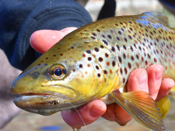 Best Trout Fishing Lures for Streams, Rivers & Lakes