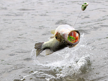 Topwater Bass Fishing: When to Use Poppers and Frogs