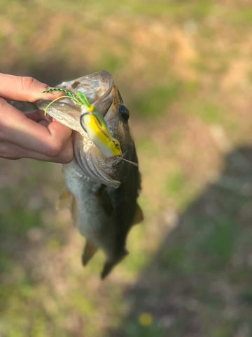 Fishing lure attached to a fish caught outdoors