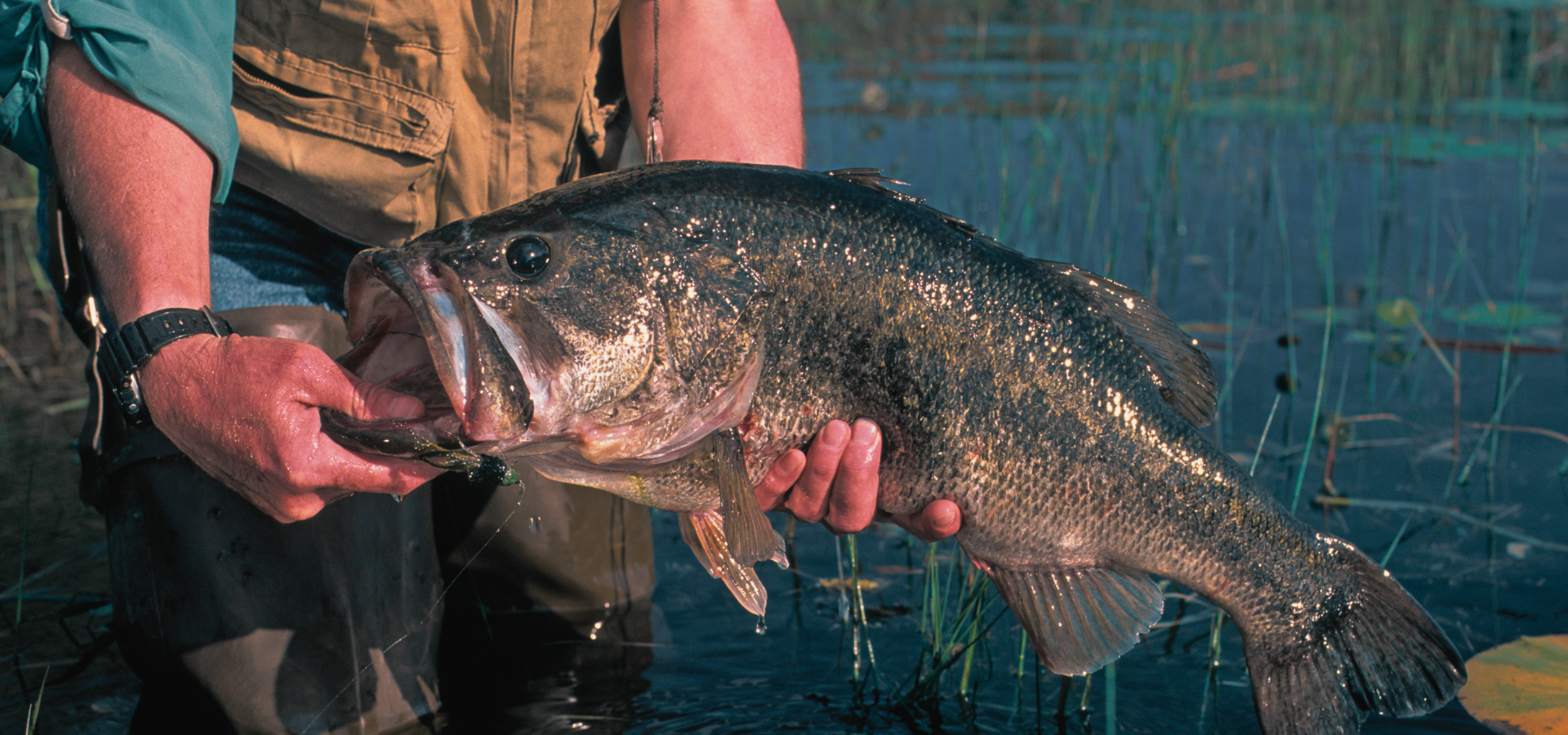Person holding a large fish by the waterslider_item_PPF9pc